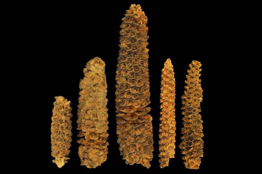 Antik DNA, Mısırın İlginç Tarihini Açığa Çıkarıyor