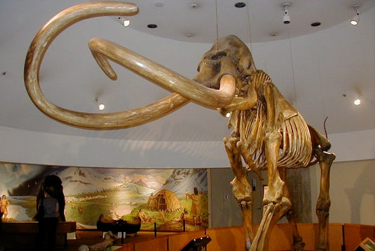20. Yüzyılda Bazı İnsanlar Mamut Eti Yiyordu
