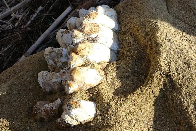 Çanakkale’de 9 Milyon Yıllık Mamut Fosilleri Bulundu