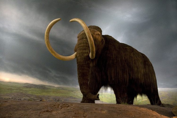 İki Yıl İçinde Melez Yünlü Mamut Yaratılabilir