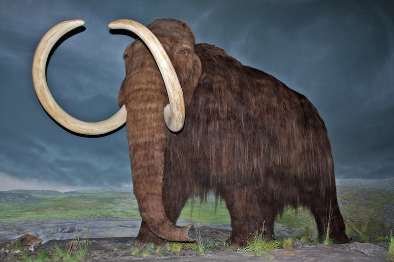 Ne Dişi Ne Erkek: Sıra Dışı Bir Mamut Bulundu