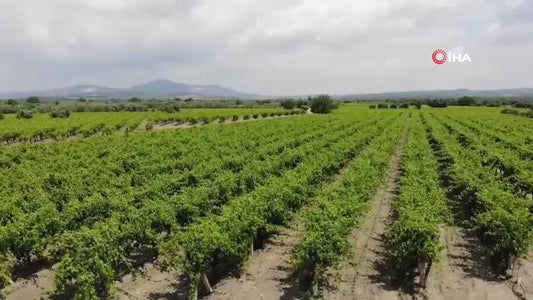 Manisa'da üzüm için heyecanlandıran çalışma: 4 bin 500 yıl öncesine dayanıyor