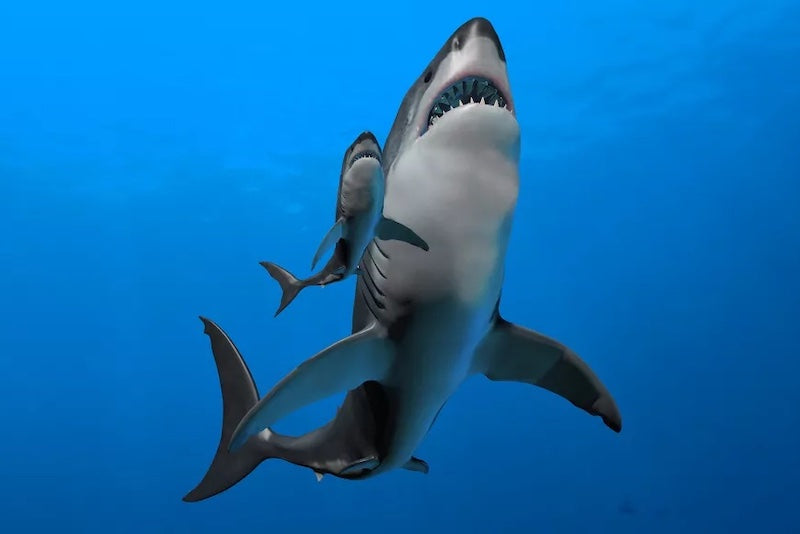 Dev Megalodon Yavruları, Rahim İçi Yamyamlık Yapıyordu