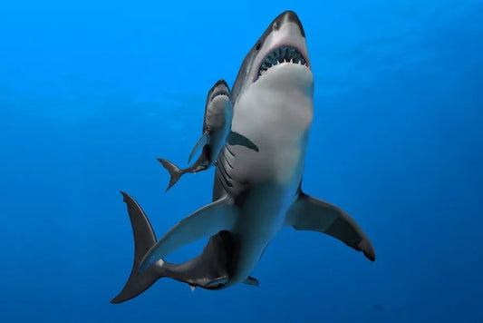 Dev Megalodon Yavruları, Rahim İçi Yamyamlık Yapıyordu