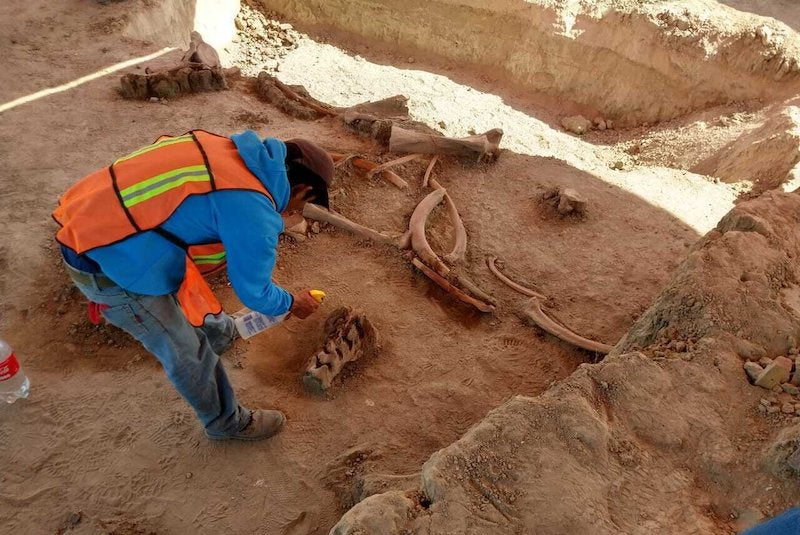 Meksiko’da Düzinelerce Mamut Kemiği Bulundu