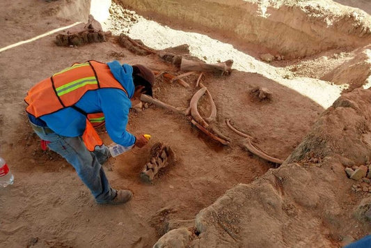 Meksiko’da Düzinelerce Mamut Kemiği Bulundu