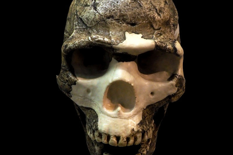 Levant’ta Bulunan Fosiller Neandertal-Sapiens Melezi miydi?