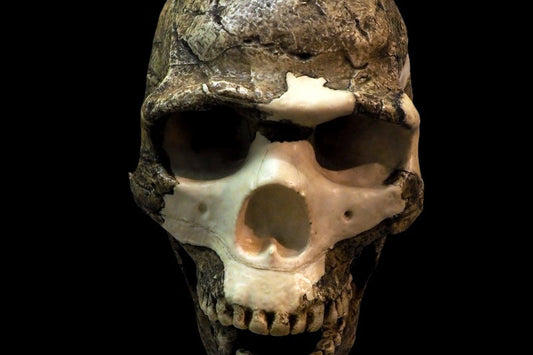Levant’ta Bulunan Fosiller Neandertal-Sapiens Melezi miydi?