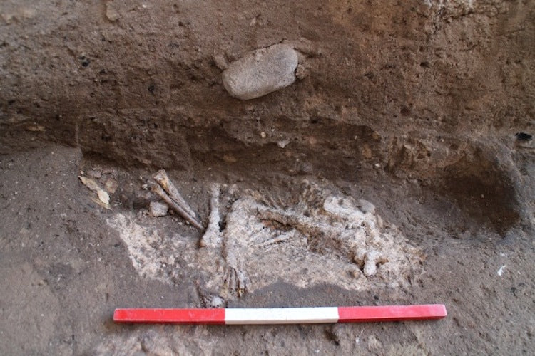 Aşıklı Höyük’te 10.000 Yıllık Çocuk Mezarında Çiçekler Bulundu