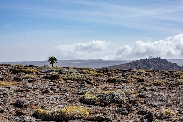 Afrika’dan Göçtüğümüz Zamanın İklim Koşulları Yapılandırıldı