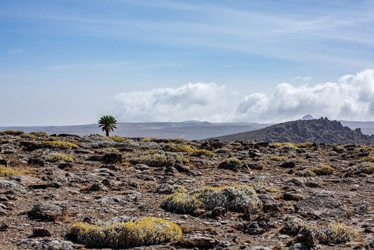 Afrika’dan Göçtüğümüz Zamanın İklim Koşulları Yapılandırıldı