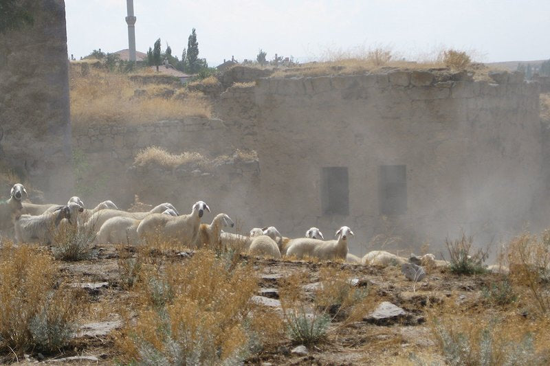 Aşıklı Höyük’te Neolitik Hayvanlar Arasında Erken Ölüm Fazlaydı