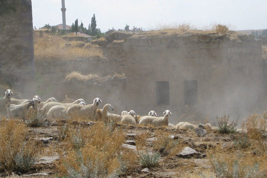 Aşıklı Höyük’te Neolitik Hayvanlar Arasında Erken Ölüm Fazlaydı