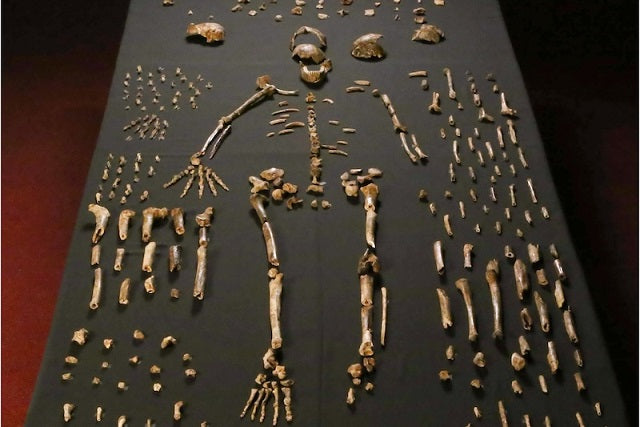 Homo naledi’nin Ölüleri Gömdüğüne Dair Bulgular Güçleniyor