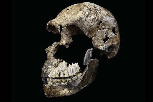 Homo naledi’nin Ölülerini Gömdüğüne Dair Teori Çürüyor
