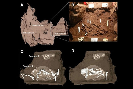 Homo naledi’nin Ölülerini Gömdüğüne Dair Kanıtlar Artıyor