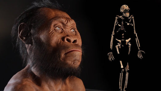 İstatistiki Tarihlemeye Göre Homo Naledi 912 Bin Yaşında Çıktı