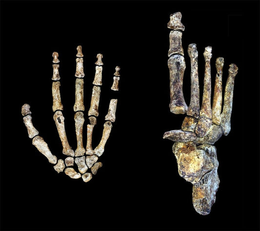 Homo Naledi Hem Dik Yürümeye Hem Ağaç Tırmanmaya Uyum Sağlamış