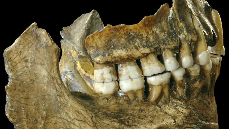 450.000 Yıllık Dişler Neandertal Benzeri Özellikler Taşıyor