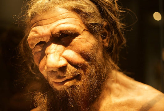 Neandertaller Köpekbalığı ve Yunus Yiyordu