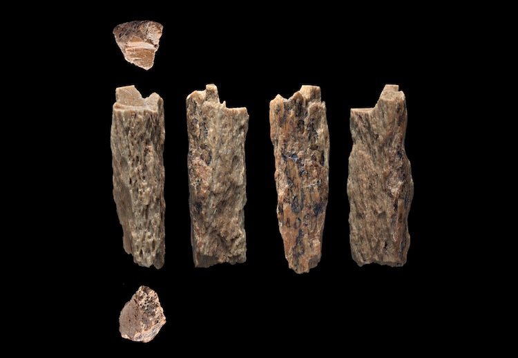 Denisova Mağarasında Neandertal Kemiği Bulundu