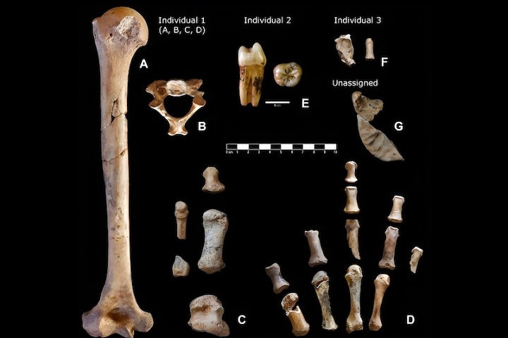 Müzeye Bağışlanan 40 Yıllık Kutudan Neandertal Kemikleri Çıktı