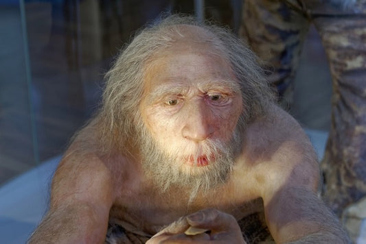 Neandertaller Buzul Çağı’nda Nasıl Hayatta Kaldı?
