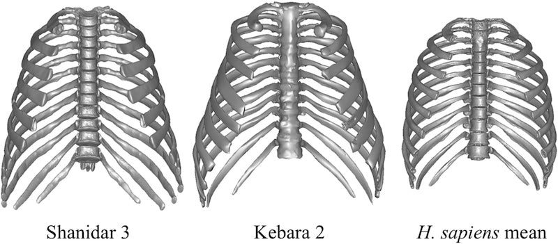 Neandertaller Güçlerini Çan Biçimli Göğüs Kafesine Borçlu Olabilir