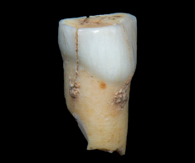 Cebelitarık Vanguard Mağarası’nda Neandertal Dişi Keşfedildi