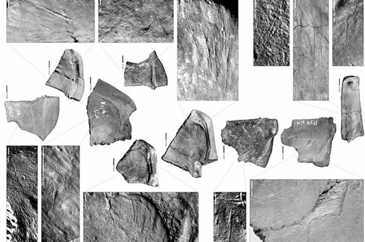 Neandertaller Gölet Kaplumbağalarını Kabukları için Avlamış