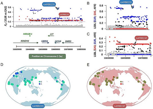 Laktaz Geni Doğu Asyalılara Neandertallerden Geçmiş Olabilir