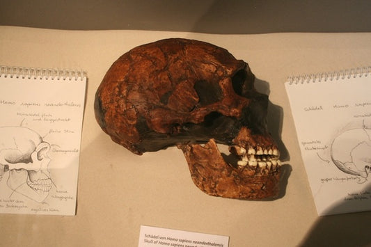 Taşıdığımız Neandertal DNA’sı Virüs Savunmamızı Zayıflatıyor