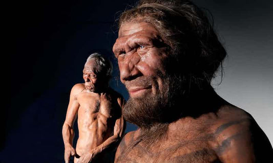 Bilim İnsanları Mini Neandertal Beyinleri Büyütüyorlar