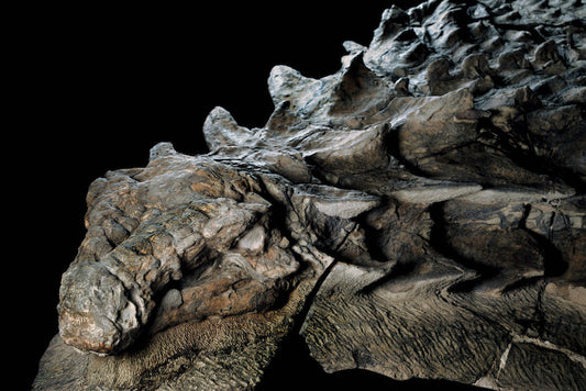 Kanada’da Bulunan Mükemmel Derecede Korunmuş Bir Dinozor