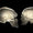 Modern İnsan ve Neandertal Beyninde Çarpıcı Farklar