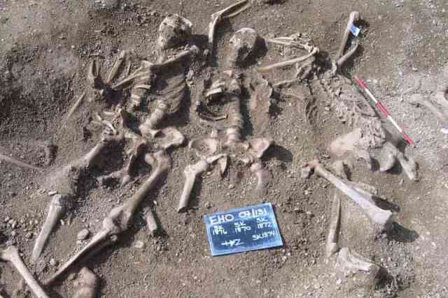 Viking İskeletleri Danimarka’da Yeniden Bir Araya Getirilecek