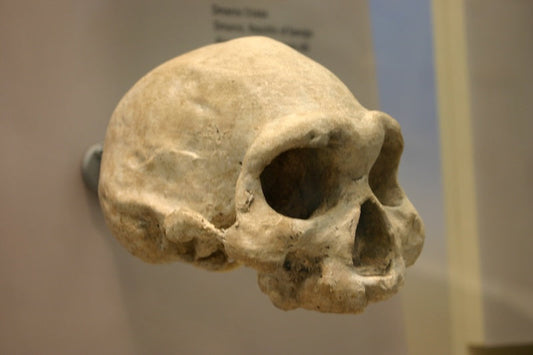 Afrika’dan Çıkan İlk İnsanlardan Birinin Sadece Tek Dişi Vardı