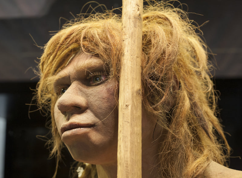 Neandertalleri Doğurganlık Oranındaki Küçük Düşüş Yok Etmiş