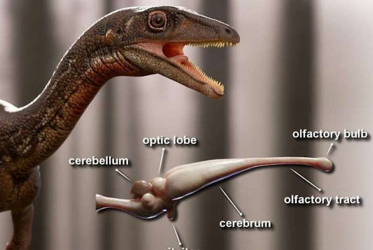 En Eski Dinozorlardan Birinin Beyni Yeniden Yapılandırıldı
