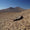 Atacama Çölü’nde Tarım Yetersiz Beslenme Yüzünden Başladı