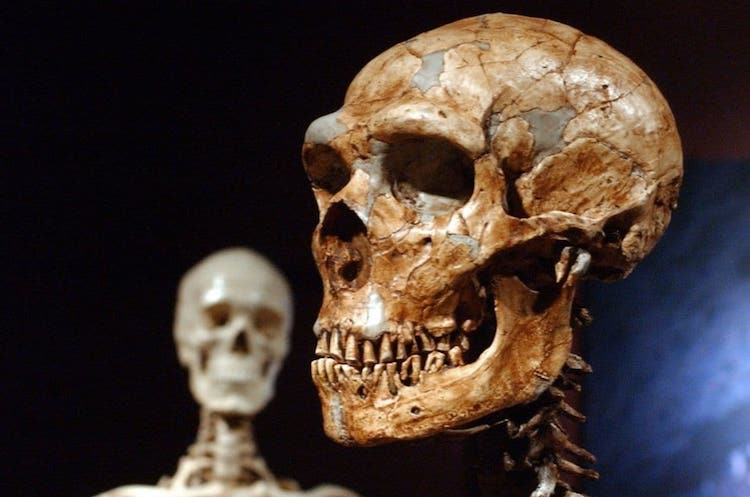 Neandertaller’den Daha Zeki Değildik, Sadece Daha Dayanıklıydık