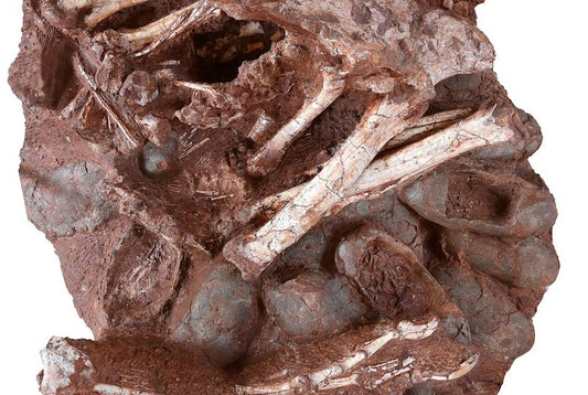 İlk Defa Kuluçkada Fosilleşmiş Dinozor Bulundu