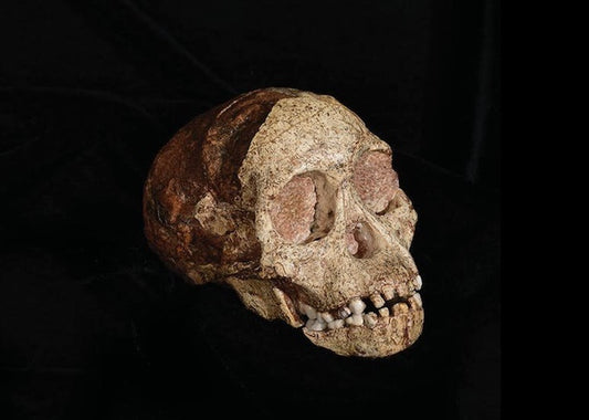 Paleontoloji: Ders Çıkarmak İçin Geçmişe Uzanmanın Yolu