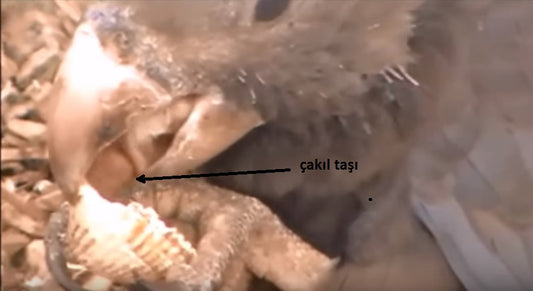 Vasa Papağanlarının Alet Kullanarak Deniz Kabuğu Öğüttüğü Keşfedildi