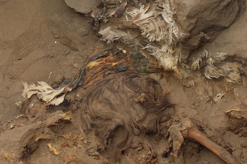Peru’da Renkli Tüylerle Süslenmiş Bir İskelet Bulundu