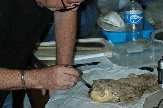 Peru’da 1.100 Yıl Önce Köpekler Arkadaş Olarak Görülüyordu