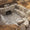Sépultures antiques monumentales à Thérouanne (Pas de Calais)