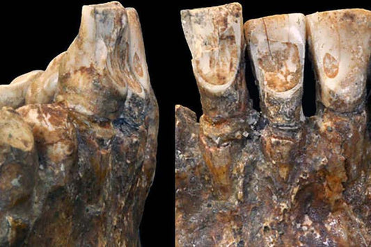 Afrika’da 12.000 Yıllık Dudak Piercing’i Kanıtı Bulundu