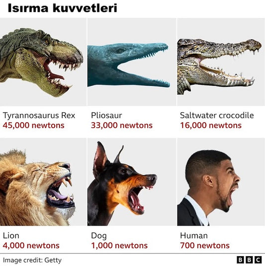İngiltere’de 150 Milyon Yıllık ‘Deniz Canavarı’ Bulundu