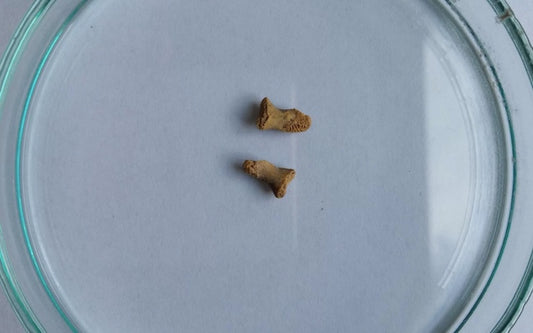 Dev Bir Kuş, Neandertal Çocuğun Kemiklerini Yemiş